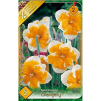 Narcise/ Narcissus Orangery (5buc)