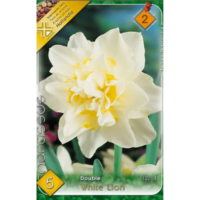 Narcise/ Narcissus White Lion (5buc)