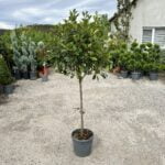 Photinia Red Robin la ghiveci - imagine 2