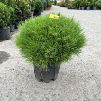 Transformă-ți grădina într-un paradis cu Pinus Marie Bregeon . Crește lent, dar cu un aspect deosebit, potrivit pentru spații mici. 🌿🛒