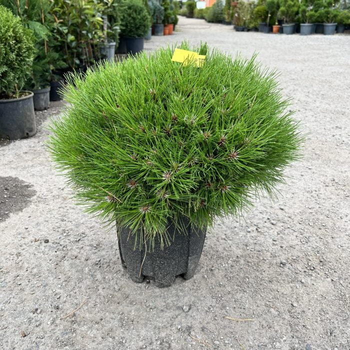 Transformă-ți grădina într-un paradis cu Pinus Marie Bregeon . Crește lent, dar cu un aspect deosebit, potrivit pentru spații mici. 🌿🛒