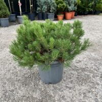 Transformă-ți grădina într-un colț de natură cu Pinus mugo 'Mops'! Un conifer spectaculos, cu o culoare intensă de verde închis. Cumpără acum! 🌿🛒