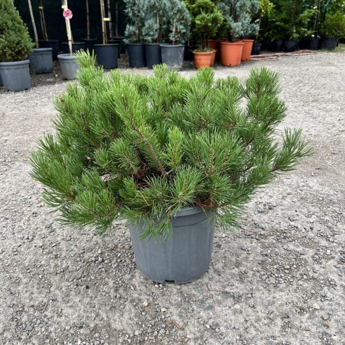 Pinus Mugo Mops - Arbust Ornamental cu Frunziș Dens 🌿 Transformă-ți grădina într-un colț de natură cu Pinus mugo 'Mops'! Un conifer spectaculos, cu o culoare intensă de verde închis. Cumpără acum! 🌿🛒