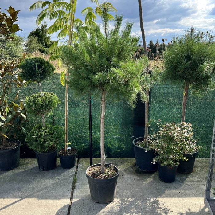 Pinus Sylvestris: Frunzele sale sunt aciculare, de culoare închis 🌿 Pinus Sylvestris:Conurile de pin sunt mici și cărnoase la început, de culoare verde sau violet, dar devin maro și lemnoase odată ce se maturizează. 🌲🛒