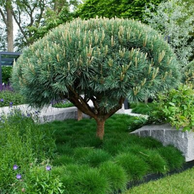 Pinus Watereri este apreciat pentru adaptabilitatea sa la o varietate de soluri și condiții de mediu.Nu rata si comanda acum! 🌿🛒