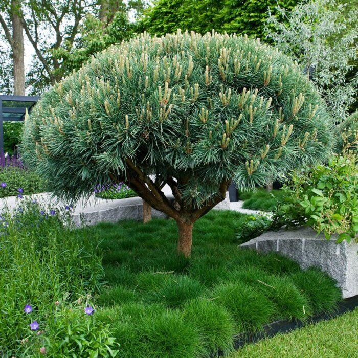 Pinus Watereri este apreciat pentru adaptabilitatea sa la o varietate de soluri și condiții de mediu.Nu rata si comanda acum! 🌿🛒