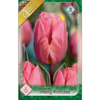 Lalele/Tulipa Pretty Princess (6 buc)