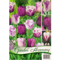 Lalele/Tulipa Purple Mix (18 buc)
