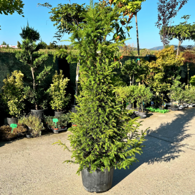 Taxus Baccata - Pepiniera Sosa