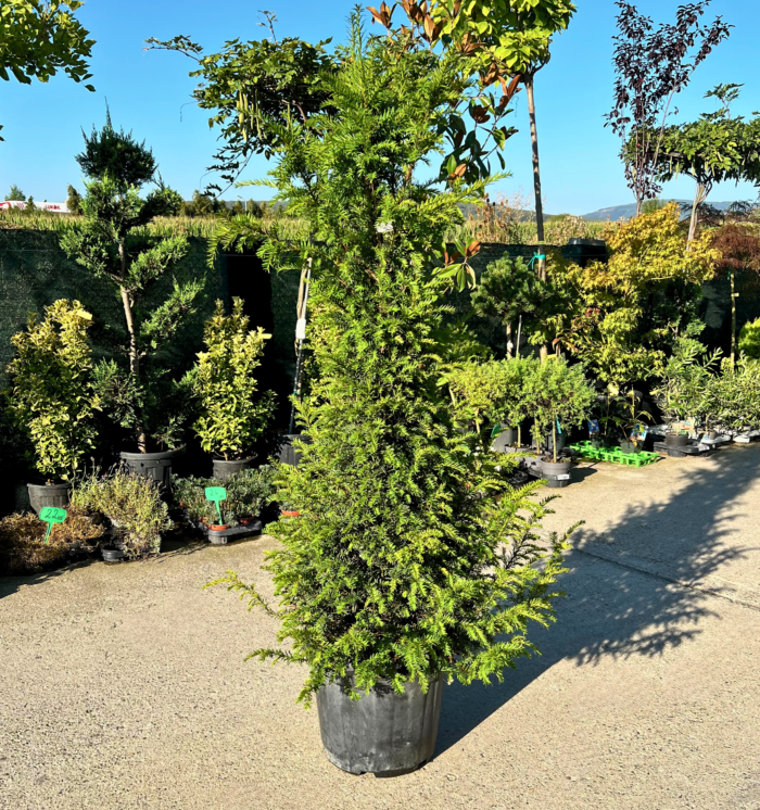 Taxus Baccata - Pepiniera Sosa