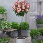 Trandafir pomișor Garofița rădăcină ambalată, roz cu alb, 120–140 cm