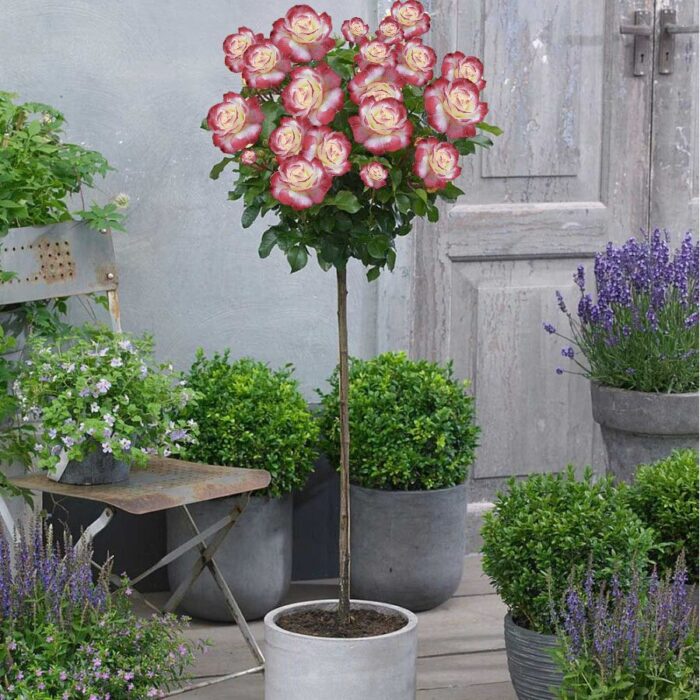 Trandafir pomișor Garofița rădăcină ambalată, roz cu alb, 120–140 cm