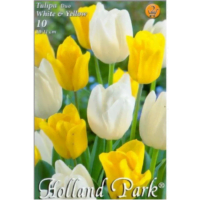 Lalele/Tulipa Duo White & Yellow (10 buc)