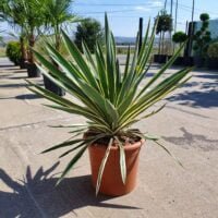 Pregătiți-vă să vă impresionați vecinii cu Yucca Variegata în grădina dumneavoastră. O plantă durabilă, robustă și rezistentă la secetă. Comandă acum! 🛒