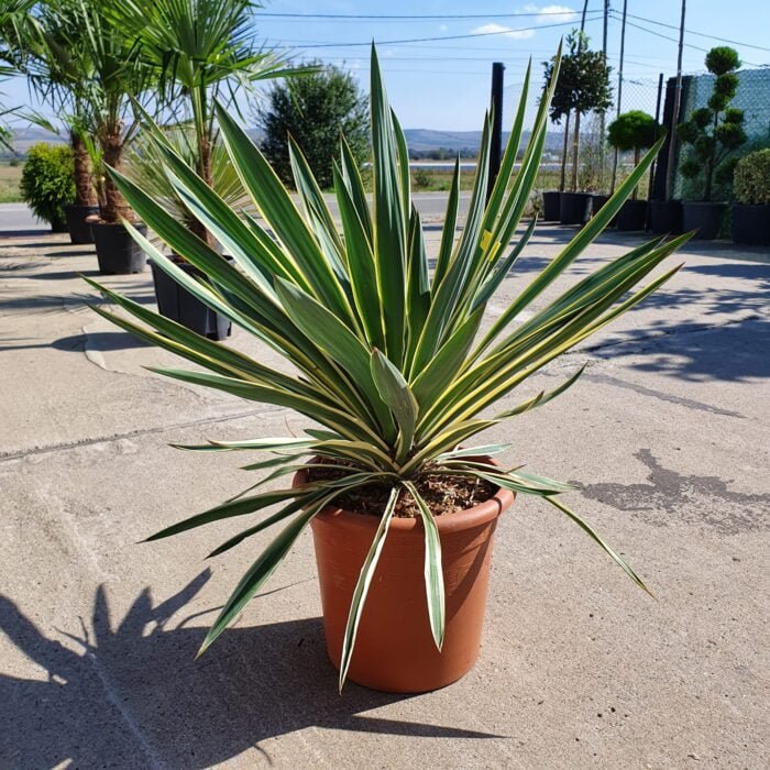 Yucca Variegata: Plantă rezistentă care nu necesită multă apă 🌿 Pregătiți-vă să vă impresionați vecinii cu Yucca Variegata în grădina dumneavoastră. O plantă durabilă, robustă și rezistentă la secetă. Comandă acum! 🛒