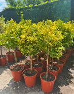 Euonymus Aurea pe picior la ghiveci - imagine 3