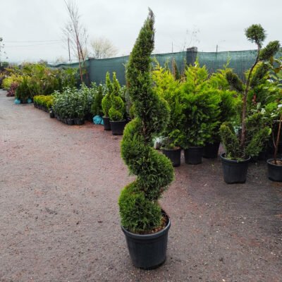 Plantați tuia spirală și veți adăuga o notă sofisticată grădinii dumneavoastră. Alegeți o dimensiune potrivită și bucurați-vă de acest conifer! 🛒🌿