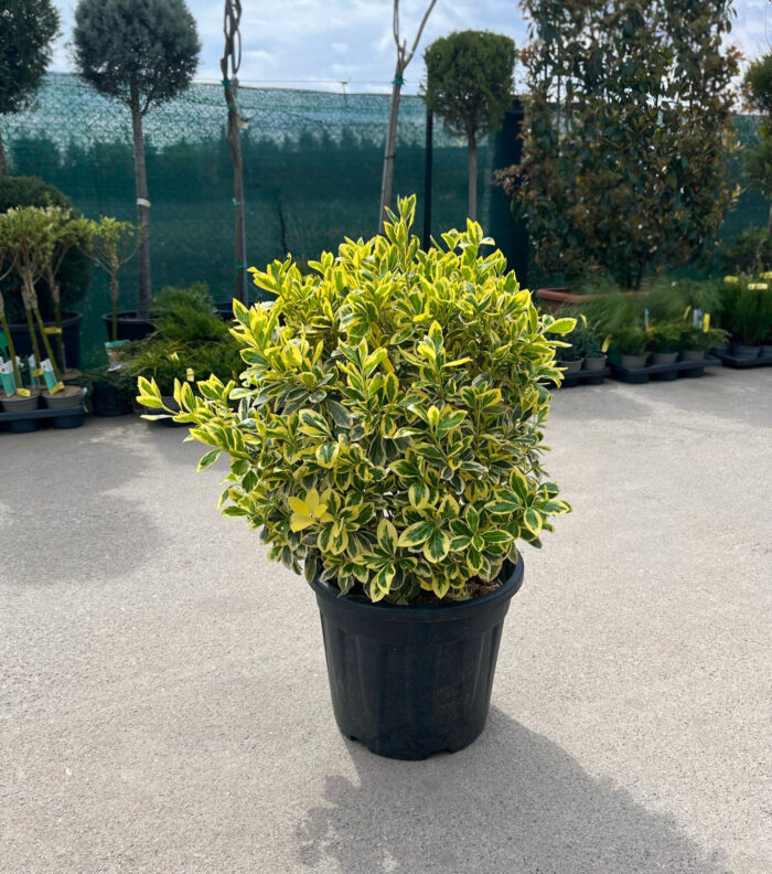 Euonymus Bravo Glob la ghiveci - imagine 1