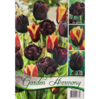 Lalele/Tulipa Black Mix (18 buc)