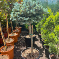 Picea Pungens Glauca Globosa la ghiveci
