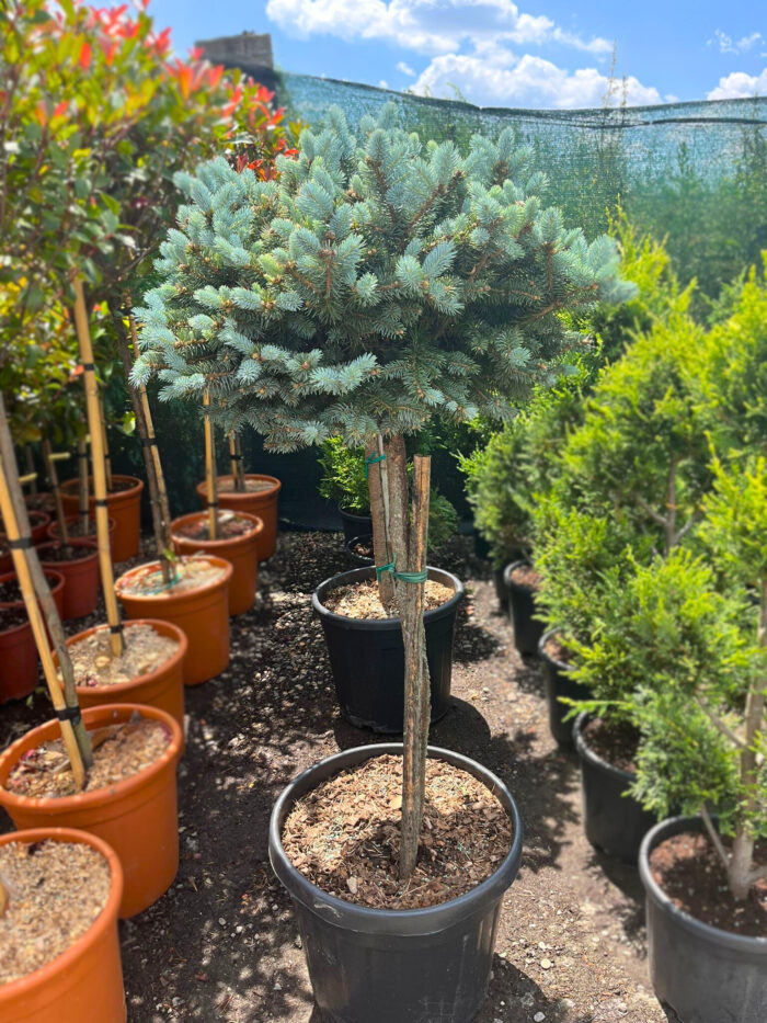 c177d001-3229-4dd4-b023-a2be0c14ebe4 Picea Pungens Glauca Globosa la ghiveci - imagine 1