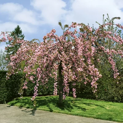 Bucură-te de frumusețea florilor strălucitoare roz - Cires Japonez Pendul! Plantează acum și adaugă un strop de culoare în grădina ta. 🌸🛒