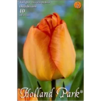 Lalele/Tulipa darwin hybrid Daydream (10buc)