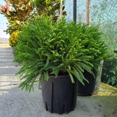 Adaugă un element decorativ deosebit în grădina ta cu Cryptomeria tufă! Formă globulară, creștere lentă și ușor de întreținut. Achiziționează acum! 🌿🛒