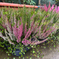 Calluna Mix (Muehlenbeckia) la ghiveci