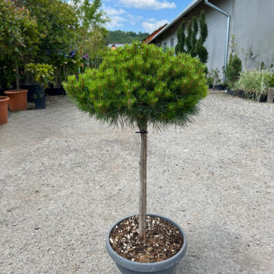 Pinus Marie Bregeon este o alegere excelentă pentru cei care caută o specie de pin elegantă și ușor de întreținut pentru grădina lor.Comanda acum! 🌿🛒