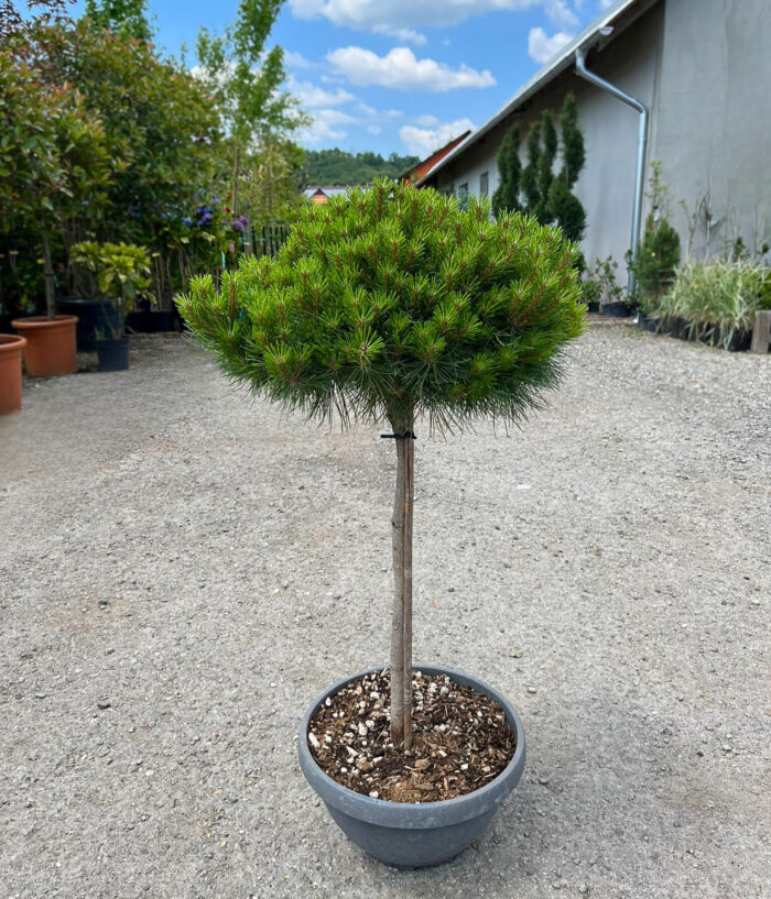 Pinus Marie Bregeon este o alegere excelentă pentru cei care caută o specie de pin elegantă și ușor de întreținut pentru grădina lor.Comanda acum! 🌿🛒