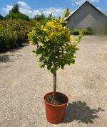 Euonymus Aurea pe picior la ghiveci - imagine 2