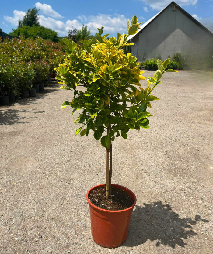 Euonymus Aurea pe picior la ghiveci - imagine 2