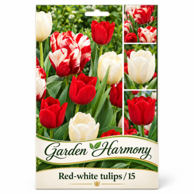 Lalele/Tulipa Colecție Red White (15buc)