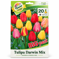 Lalele/Tulipa Darwin Mix (20buc)