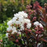 Liliac indian alb – Lagerstroemia indica la ghiveci