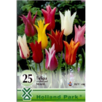 Lalele/Tulipa Lily Flowered Mixed (25 buc)