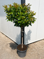 Photinia Red Robin copăcel la ghiveci - imagine 2
