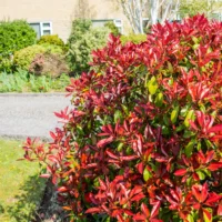 Photinia Red Robin la ghiveci