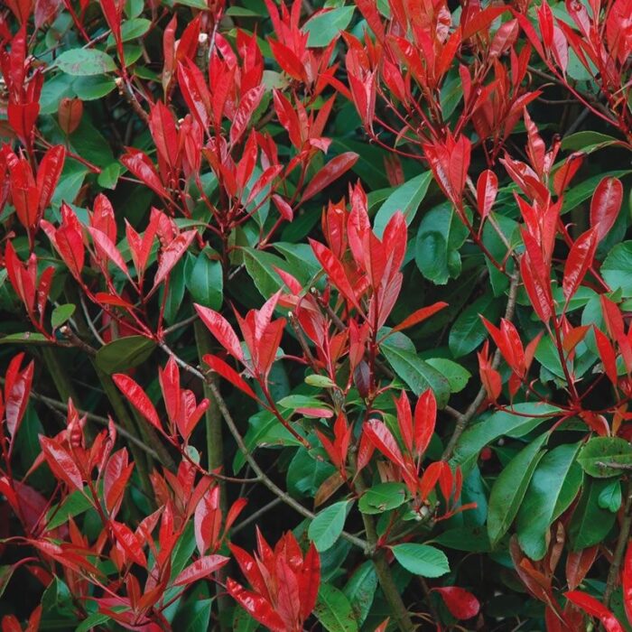 photinia fraserii red robin