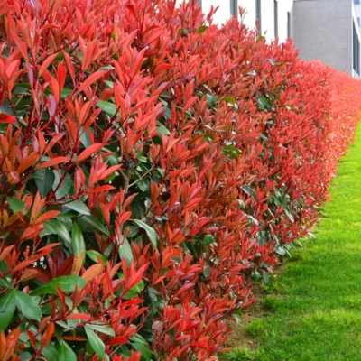 photinia red robin