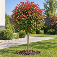 Photinia Red Robin copăcel la ghiveci