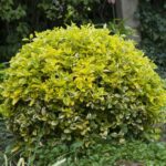 Euonymus Aurea Glob la ghiveci