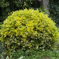 Euonymus Aurea Glob la ghiveci