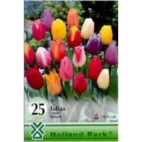 Lalele/Tulipa Triumph Mixed (25 buc)
