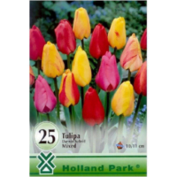 Lalele/Tulipa Darwin Hybrid Mixed (25 buc)