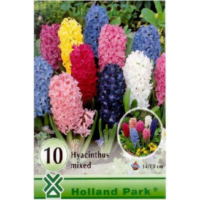 Zambile / Hyacinthus Mixed Big Pack (10 buc)