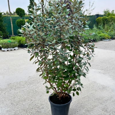 Eleagnus Ebbingel Compacta - Pepiniera Sosa