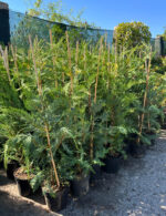 Cupressocyparis Leylandii la ghiveci - imagine 2