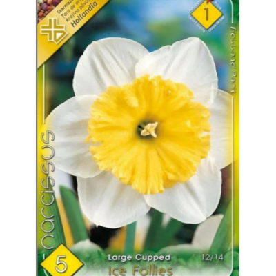 Narcise/Narcissus Ice Follies (4 buc)